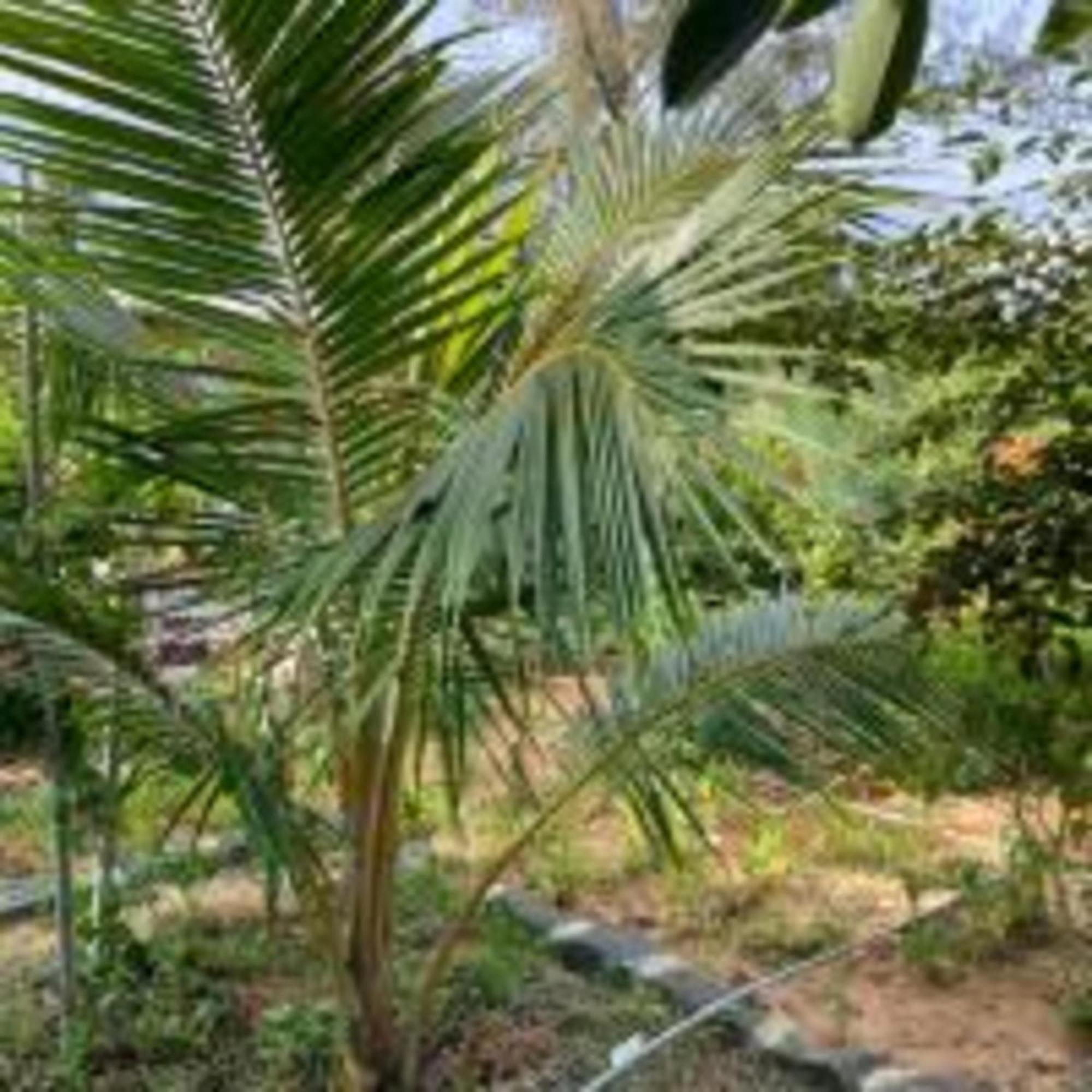 Duc Luu Quang Hotel Binh Thuan Tuy Phong Eksteriør bilde